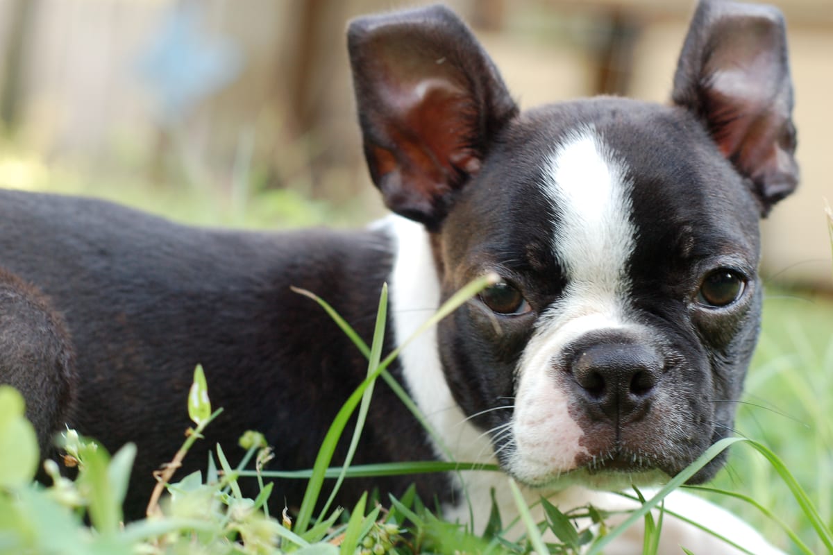 Chiot boston terrier dans l'herbe