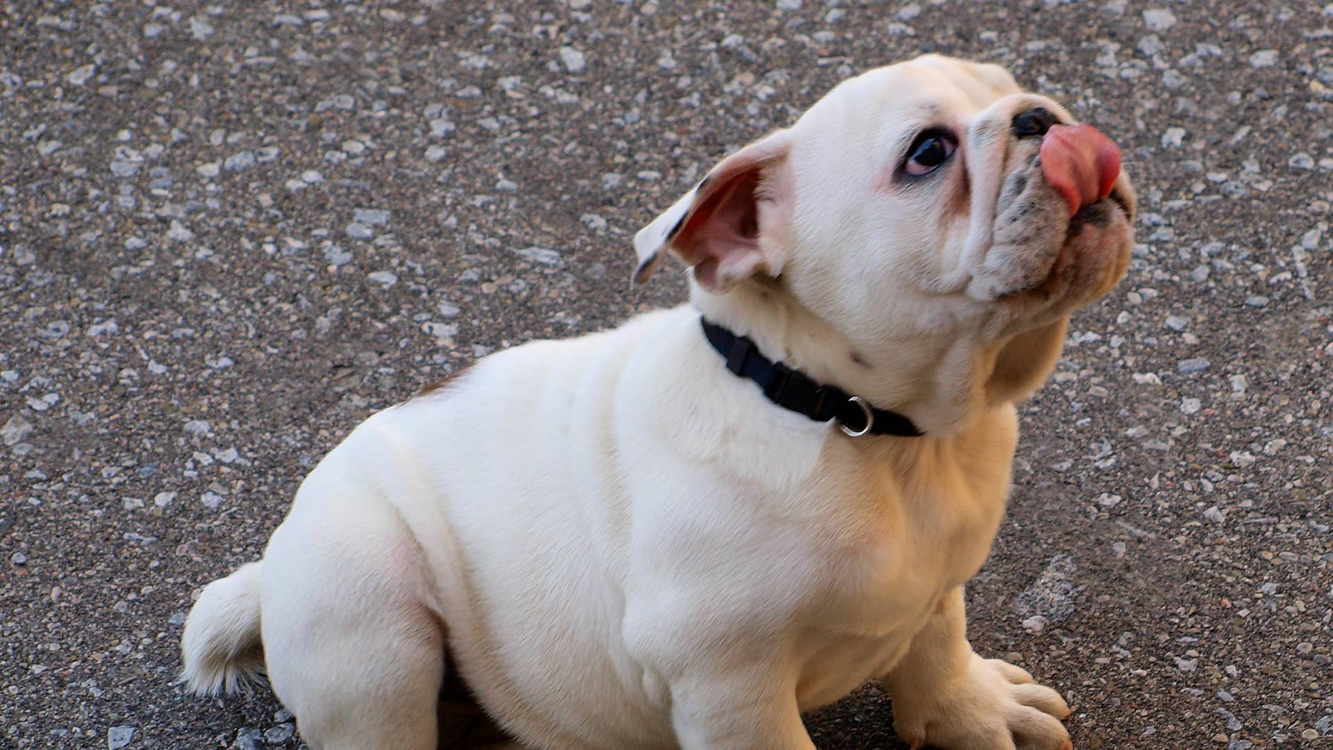 Bouledogue anglais assis sur le trottoir, à Mile End