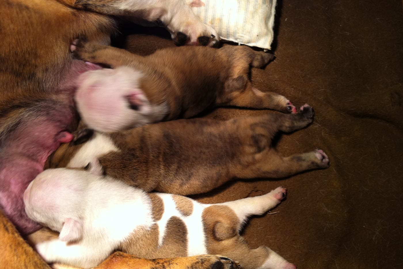 Portée de bouledogues nourrie par leur mère