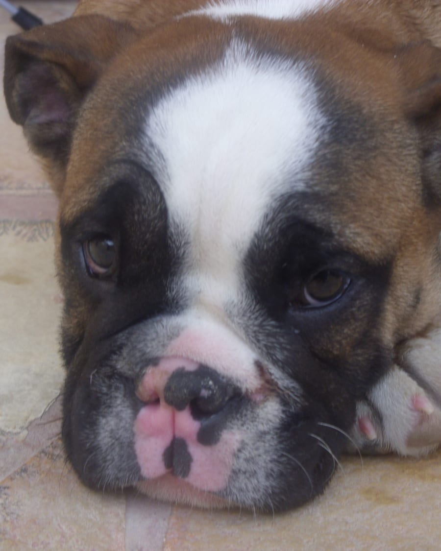 Portrait d'un chiot bouledogue anglais, gros plan